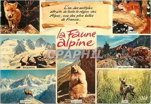 Cartes postales moderne La Faune Alpine Alpes Renard Ecureuil Bouquetins Chamois Les mouflons Marmotte Faon