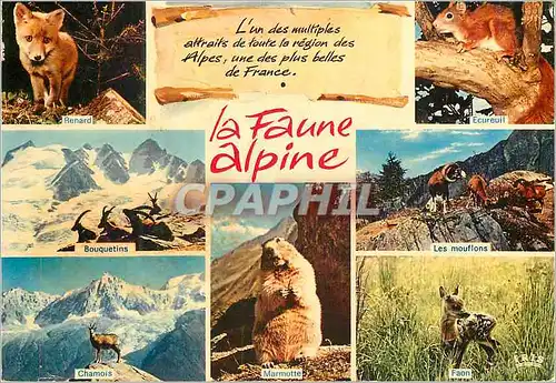 Moderne Karte La Faune Alpine Alpes Renard Ecureuil Bouquetins Chamois Les mouflons Marmotte Faon