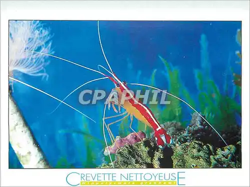 Cartes postales moderne Crevette Nettoyeuse