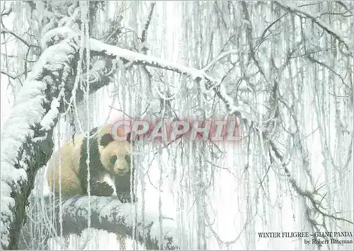 Cartes postales moderne Winter Filigree Giant Panda Robert Batcman