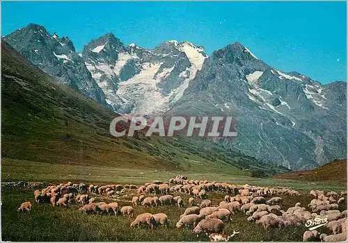 Cartes postales moderne Route de Grenoble a Briancon les Alpes en Couleurs Naturelles Alpage au Col du Lautaret (2058m)