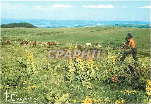 Cartes postales moderne Arrachage de la Gentiane en Auvergne Photo Francis Debaisieux