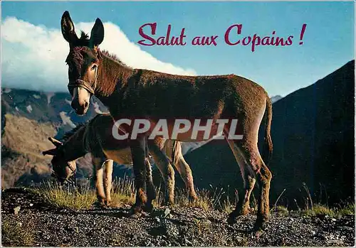 Cartes postales moderne Salut aux Copains (Anes) Donkey Ane