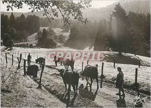 Cartes postales moderne Les Vosges les Vaches au Parc Folklore