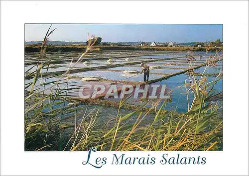 Moderne Karte La Cote d'Amour (Loire Atlantique) Couleurs de Bretagne Paludier en Activite dans les Marais Sal