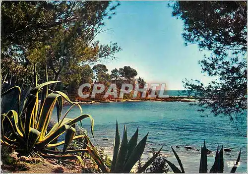 Cartes postales moderne Reflets de la Cote d'Azur Paysage Mediterraneen