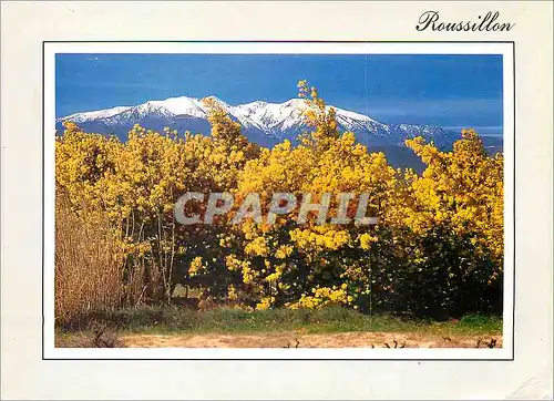 Cartes postales moderne Visage du Roussillon au Printemps Foret de mimosas sur fond de Canigou