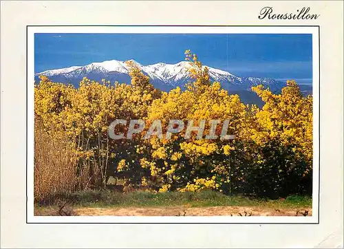 Moderne Karte Visage du Roussillon au Printemps Foret de mimosas sur fond de Canigou