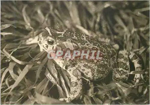 Cartes postales moderne Grenouille tachee