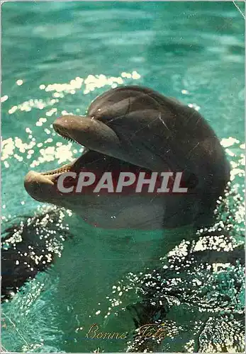 Moderne Karte Dauphin Chaque annee pres de 200000 Dauphins sont tues par les Pecheurs de Thons