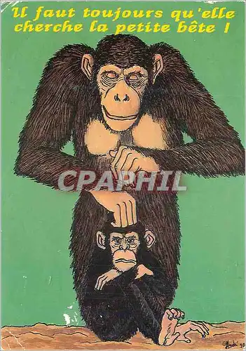 Cartes postales moderne Il faut toujours qu'elle cherche la Petite Bete Singe