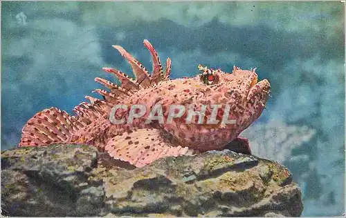 Cartes postales moderne Monaco Aquarium du Musee Oceanographique Rascasse