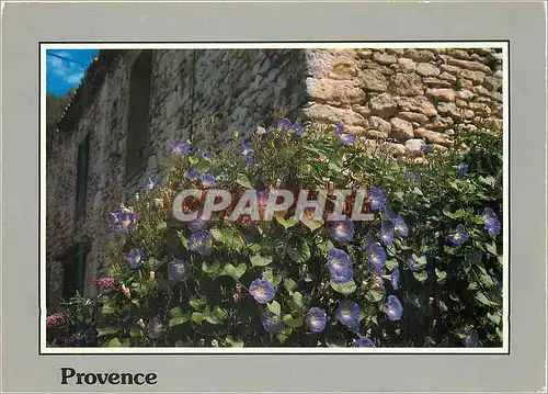 Cartes postales moderne Les Chemins de Provence Volubilis sur le Vieux Mur