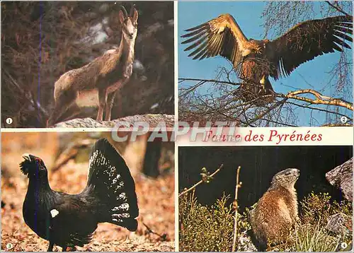 Cartes postales moderne Faune des Pyrenees L'Isard Le Vautour Le Grand Tetras La Marmotte