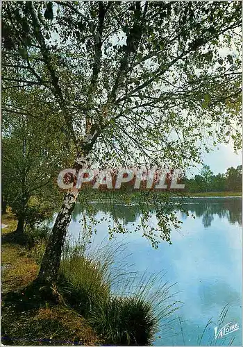 Cartes postales moderne En Sologne L'Etang reposant