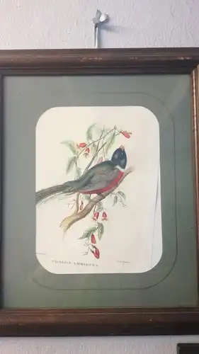 John Gould - Farblithografie
Kunst Druck - Trogon Ambiguus/ Tropical Birds
- 19. Jahrhundert -