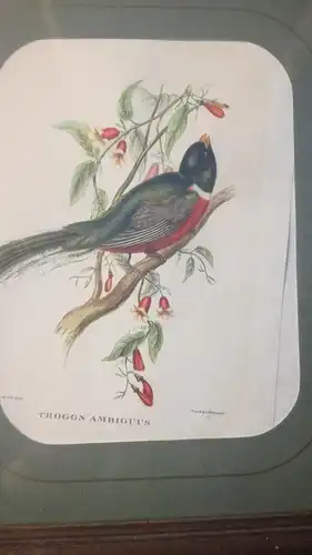 John Gould - Farblithografie
Kunst Druck - Trogon Ambiguus/ Tropical Birds
- 19. Jahrhundert -