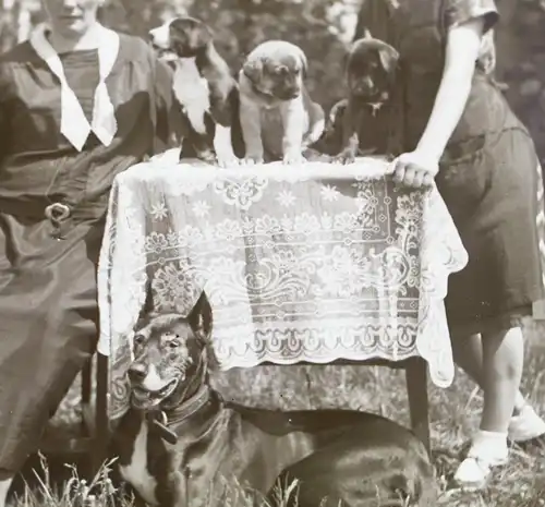 tolles altes Glasnegativ - zwei Frauen mit Hund und süßen Welpen    - 1920-30 ?