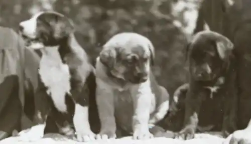 tolles altes Glasnegativ - zwei Frauen mit Hund und süßen Welpen    - 1920-30 ?