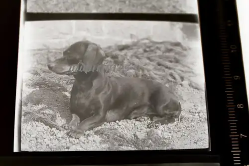 drei tolle alte Negative - Hund Dackel / Teckel  - 30-40er Jahre ?