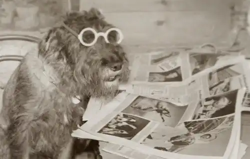 zwei tolle alte Negative eines Hundes - einmal mit Brille liest Buch