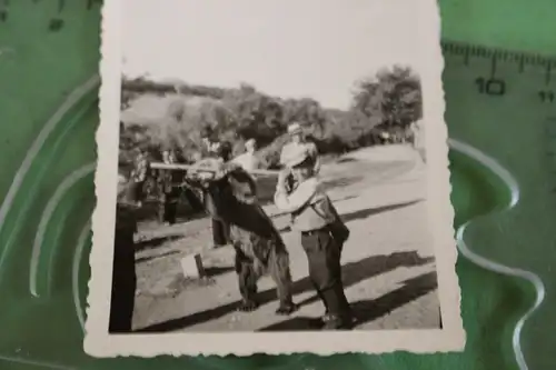 interessantes altes Foto - Junge mit gefangenen Bär - Bärenfang - 20-30er Jahre