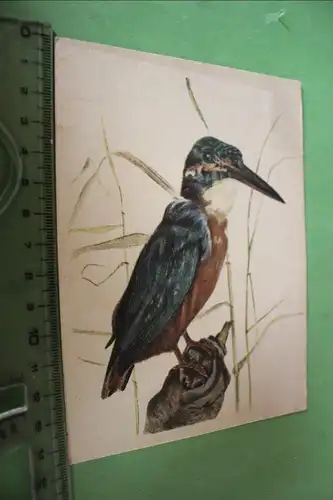 tolle alte Karte Portrait eines Eisvogels - Bärenreiter-Karte - 1940