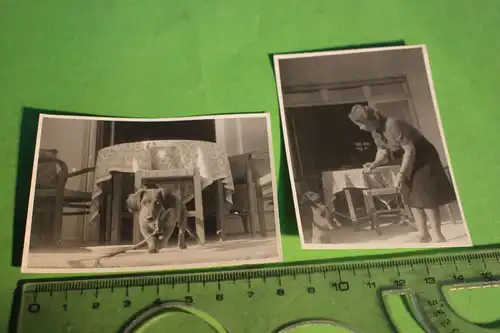 zwei tolle alte Fotos - süßer Dackel Teckel -  20-40er Jahre 