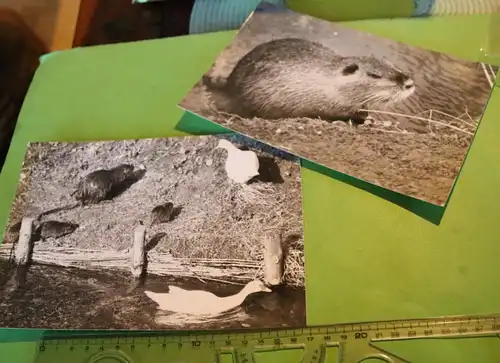 zwei tolle alte Fotos - Bisamratte 