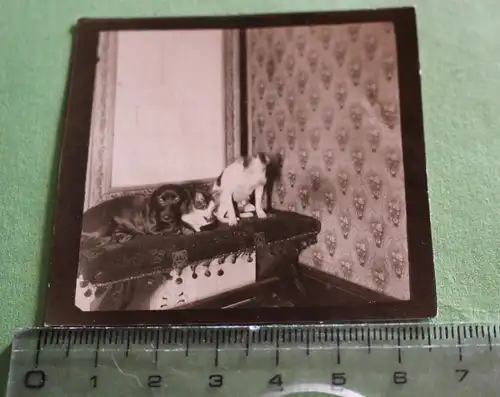 tolles altes Foto - Dackel - Teckel mit Katze und anderem Hund - 20-30er Jahre