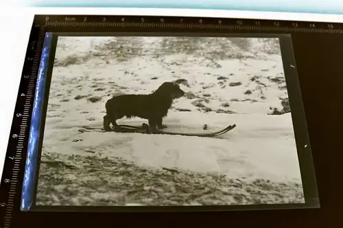 tolles altes Negativ -  Dackel Teckel steht auf Skiern - Ski - 1910-20 ??