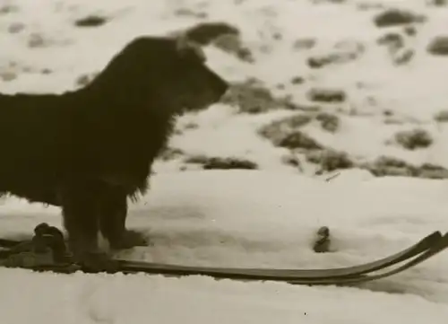 tolles altes Negativ -  Dackel Teckel steht auf Skiern - Ski - 1910-20 ??