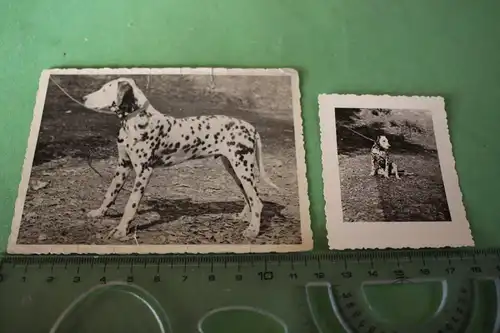 zwei tolle alte Fotos - Hund Dalmatiner - 50er Jahre