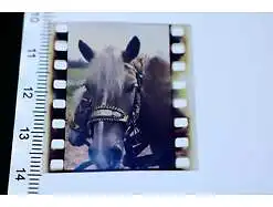 tolles altes Farb-Dia - Portrait Pferd Haflinger ?  - 80-90er Jahre 
