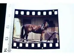 tolles altes Farb-Dia - braunes Pferd - Hengst  - 80-90er Jahre 
