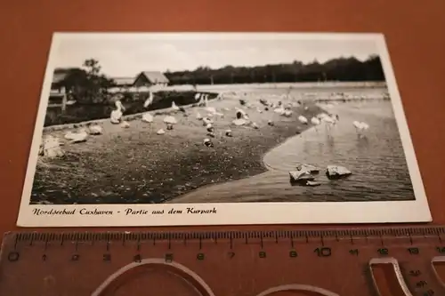 tolle alte Karte -  Cuxhaven  Partie aus dem Kurgarten  Pelikane, Flamingos