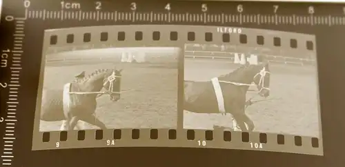 zwei tolle alte Negative - Pferde - Springreiten ? - 50-70er Jahre ?