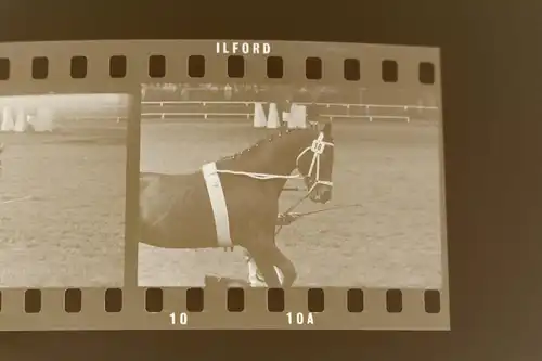 zwei tolle alte Negative - Pferde - Springreiten ? - 50-70er Jahre ?