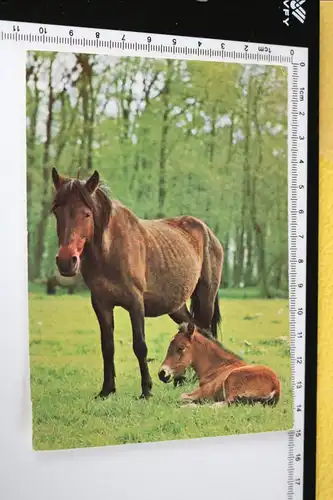 tolle alte Karte - Pferd - Stute mit Fohlen