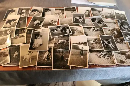 44 tolle alte Fotos von einem Hund , Hundewelpen  50-60er Jahre ?