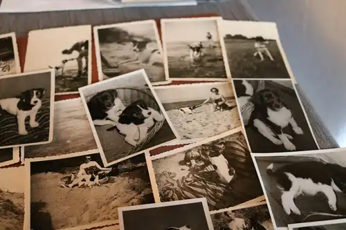 44 tolle alte Fotos von einem Hund , Hundewelpen  50-60er Jahre ?