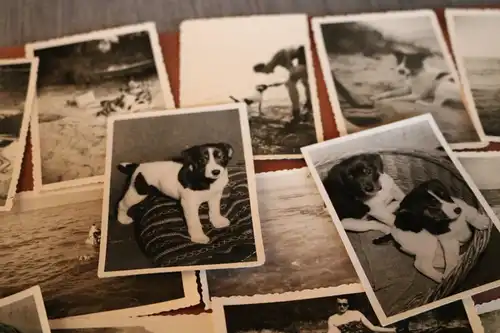 44 tolle alte Fotos von einem Hund , Hundewelpen  50-60er Jahre ?