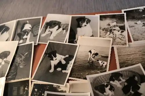 44 tolle alte Fotos von einem Hund , Hundewelpen  50-60er Jahre ?