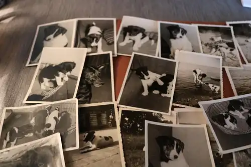 44 tolle alte Fotos von einem Hund , Hundewelpen  50-60er Jahre ?