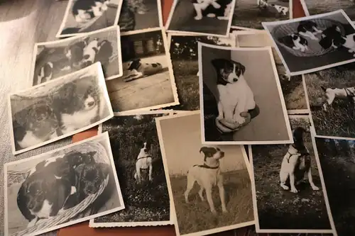 44 tolle alte Fotos von einem Hund , Hundewelpen  50-60er Jahre ?