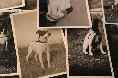 44 tolle alte Fotos von einem Hund , Hundewelpen  50-60er Jahre ?