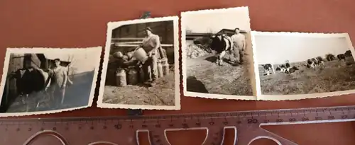 vier tolle alte Fotos - Landwirt und seine Kühe - Milchkannen