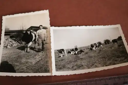 vier tolle alte Fotos - Landwirt und seine Kühe - Milchkannen