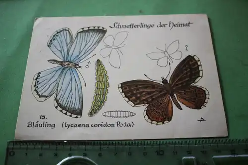 tolle alte Karte - Schmetterlinge der Heimat - 15. Bläuling  - 50-60er Jahre