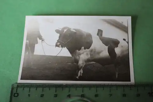 tolles altes Foto -  muskulöser schwarz-weisser Bulle 